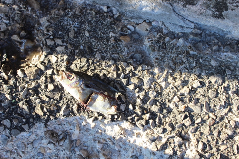 Dead fish with its eye open washed up on a rocky beach.